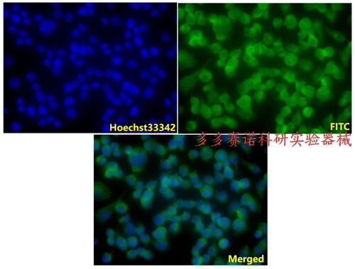 Bioworld 内参抗体 TGAPDH (1A6) mAb，GAPDH (1A6) 单克隆抗体