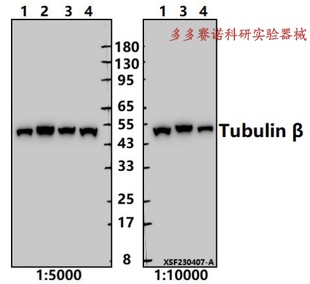 Bioworld内参抗体Tubulin β mAb微管蛋白β单克隆抗体,WB,IHC,IF