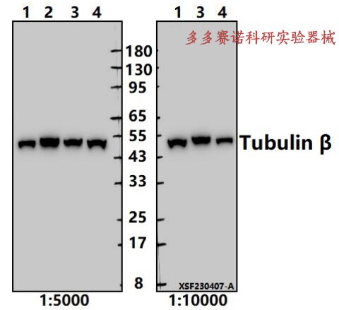 Bioworld内参抗体Tubulin β mAb微管蛋白β单克隆抗体,WB,IHC,IF