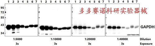 Bioworld内参抗体 GAPDH polyclonal antibody，GAPDH 多克隆抗体