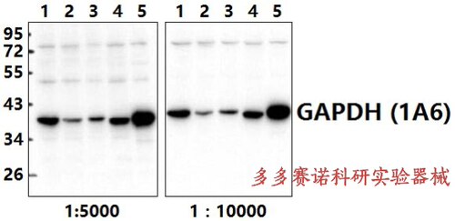 Bioworld内参抗体 GAPDH(1A6)mAb-HRP,GAPDH(1A6)单克隆抗体-HRP
