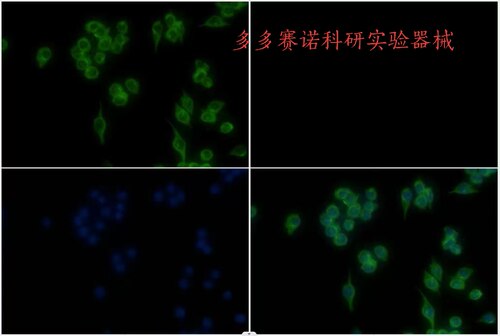 Bioworld 内参抗体 Tubulin β pAb，微管蛋白β多克隆抗体
