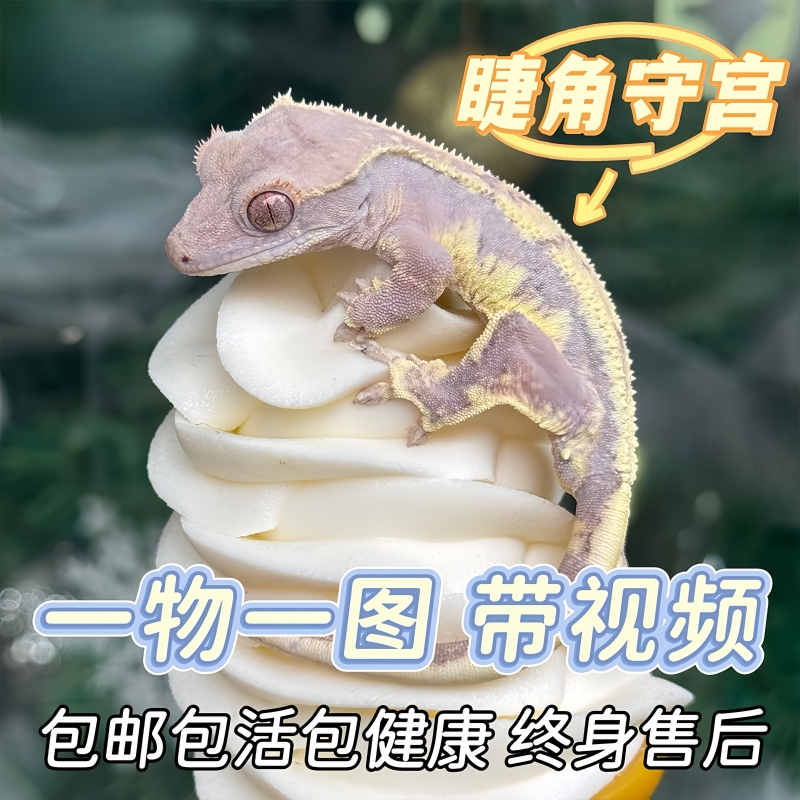 睫角守宫莉莉白蜥蜴盖勾亚小幼苗