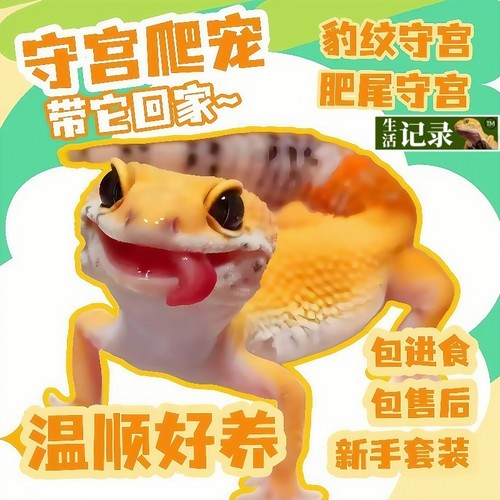 温顺豹纹守宫宠物蜥蜴懒人爬宠