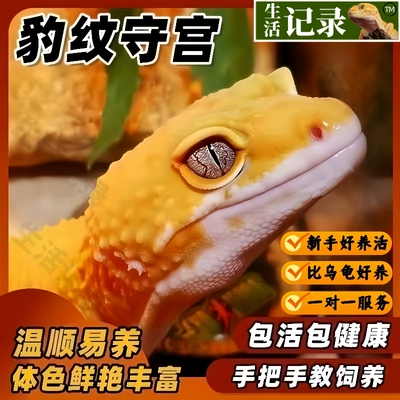 豹纹守宫爬宠活体守宫蜥蜴精品苗