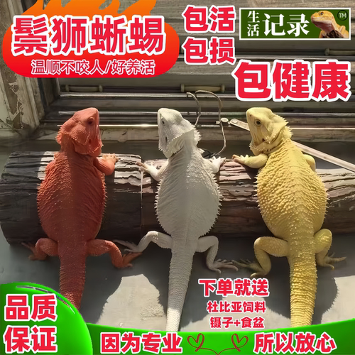 鬃狮蜥蜴爬宠豹纹守宫蜥蜴温顺