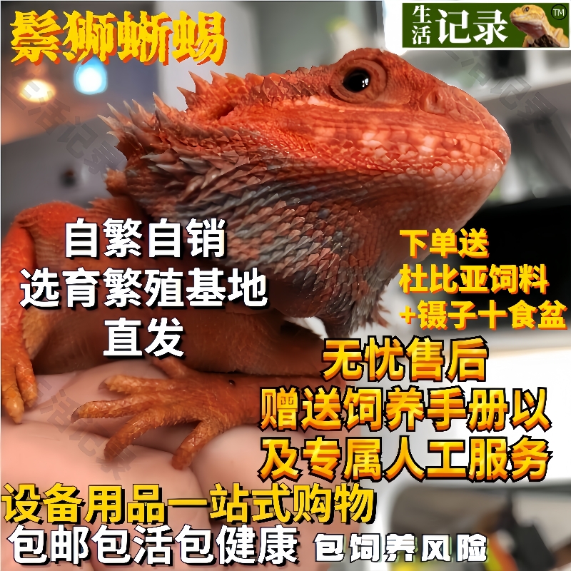 鬃狮蜥蜴豹纹守宫蜥蜴温顺不咬人