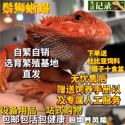 鬃狮蜥蜴豹纹守宫蜥蜴温顺不咬人