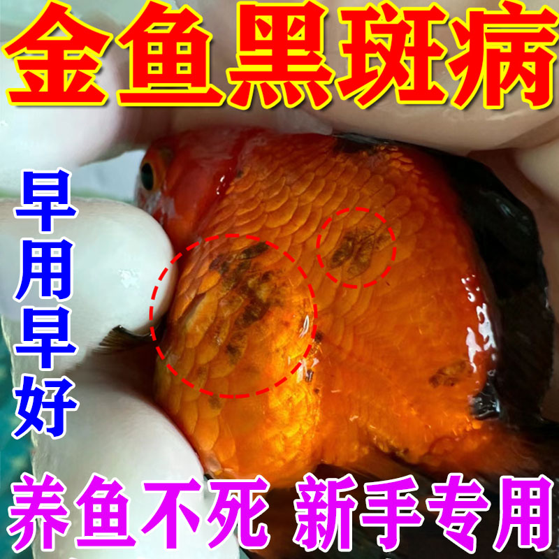 【一滴黑斑消鱼病当晚好】