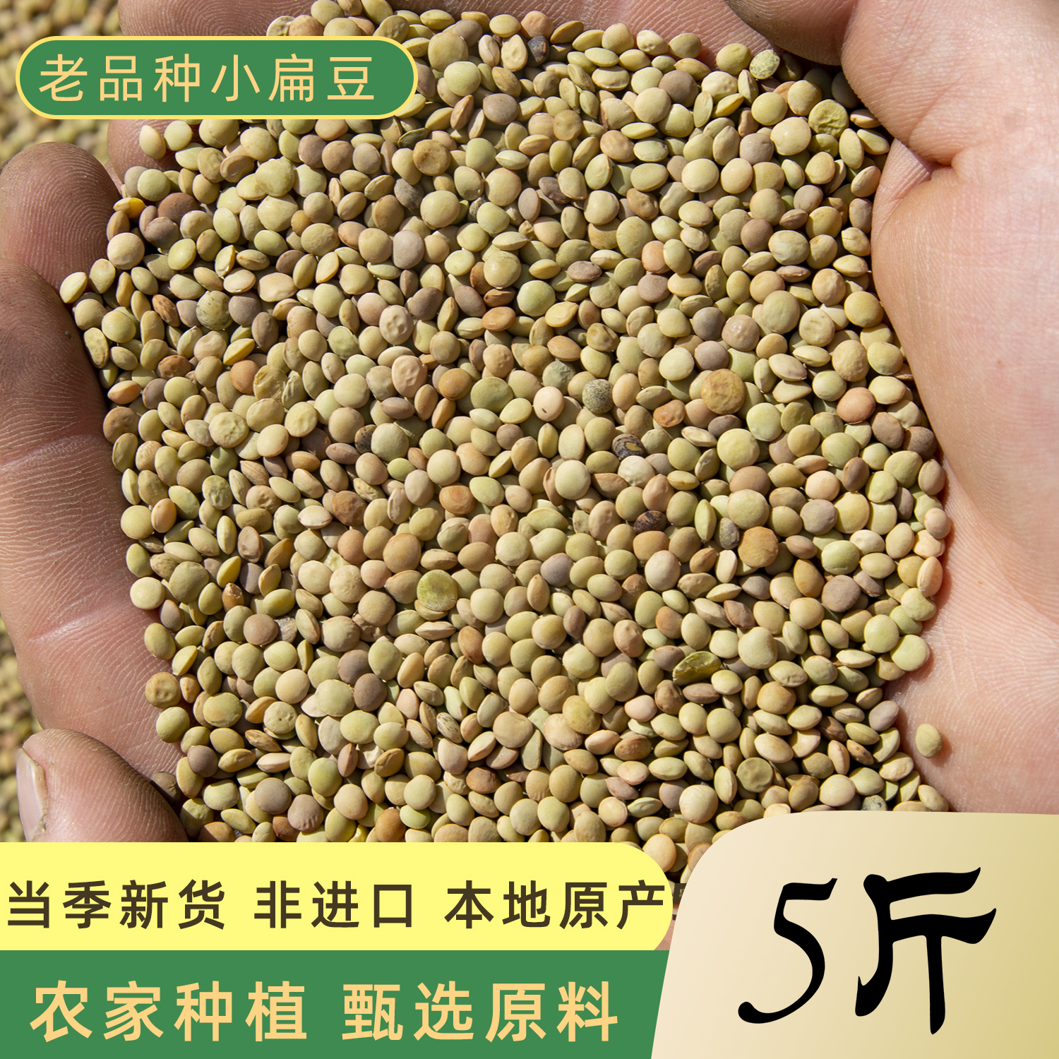 甘肃老品种小扁豆新鲜杂粮干货