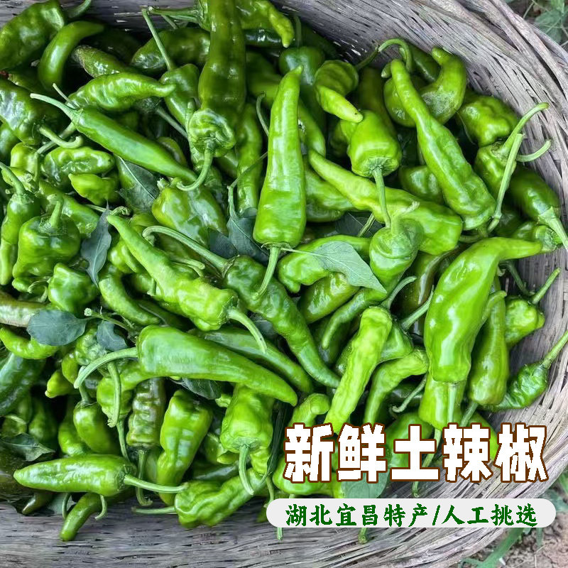 湖北宜昌农家土辣椒露天新鲜土广椒香辣青辣椒本地小辣椒薄皮辣椒