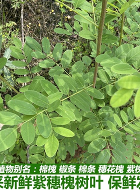 现采新鲜槐树叶紫花槐叶紫穗槐叶子刺槐洋槐树叶花现摘现发包邮