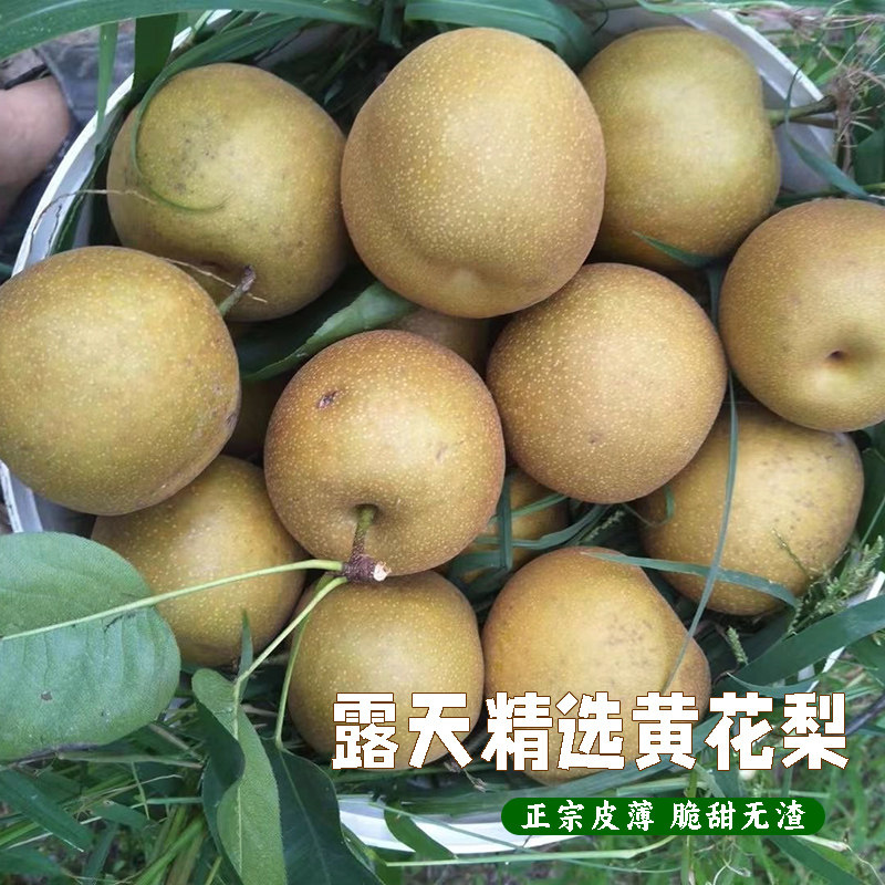 露天现摘新鲜黄花梨子脆甜薄皮多汁无渣沙梨湖北本地应季水果梨子
