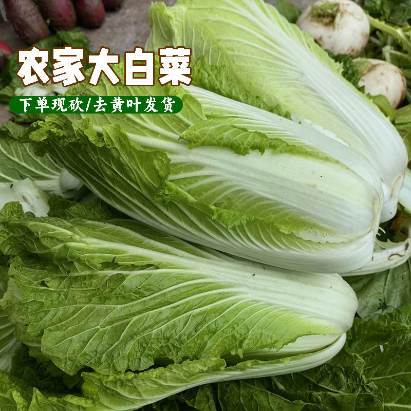 农家自种大白菜新鲜软叶青杂
