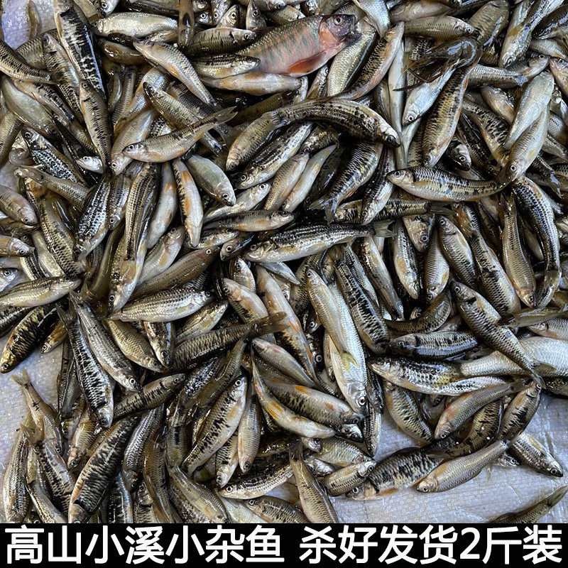 湖北宜昌小杂鱼小鱼新鲜小鱼淡水鱼小个鱼小麻鱼麦穗鱼现杀包邮