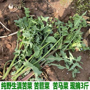 苦荬菜 苦荬 现摘现发 续断菊苦马菜苦苣 野生新鲜花叶滇苦菜