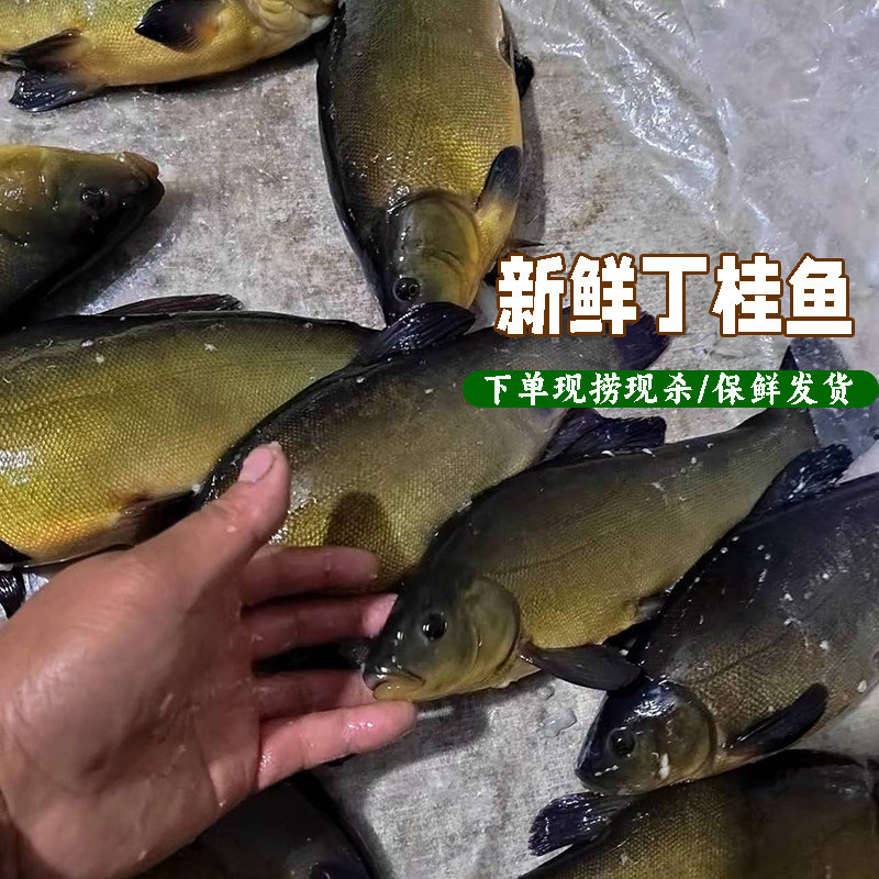 下单现杀丁桂鱼新鲜丁鱥丁贵鱼丁岁鱼须桂鱼丁穗鱼金鲑鱼小丁鱼岁