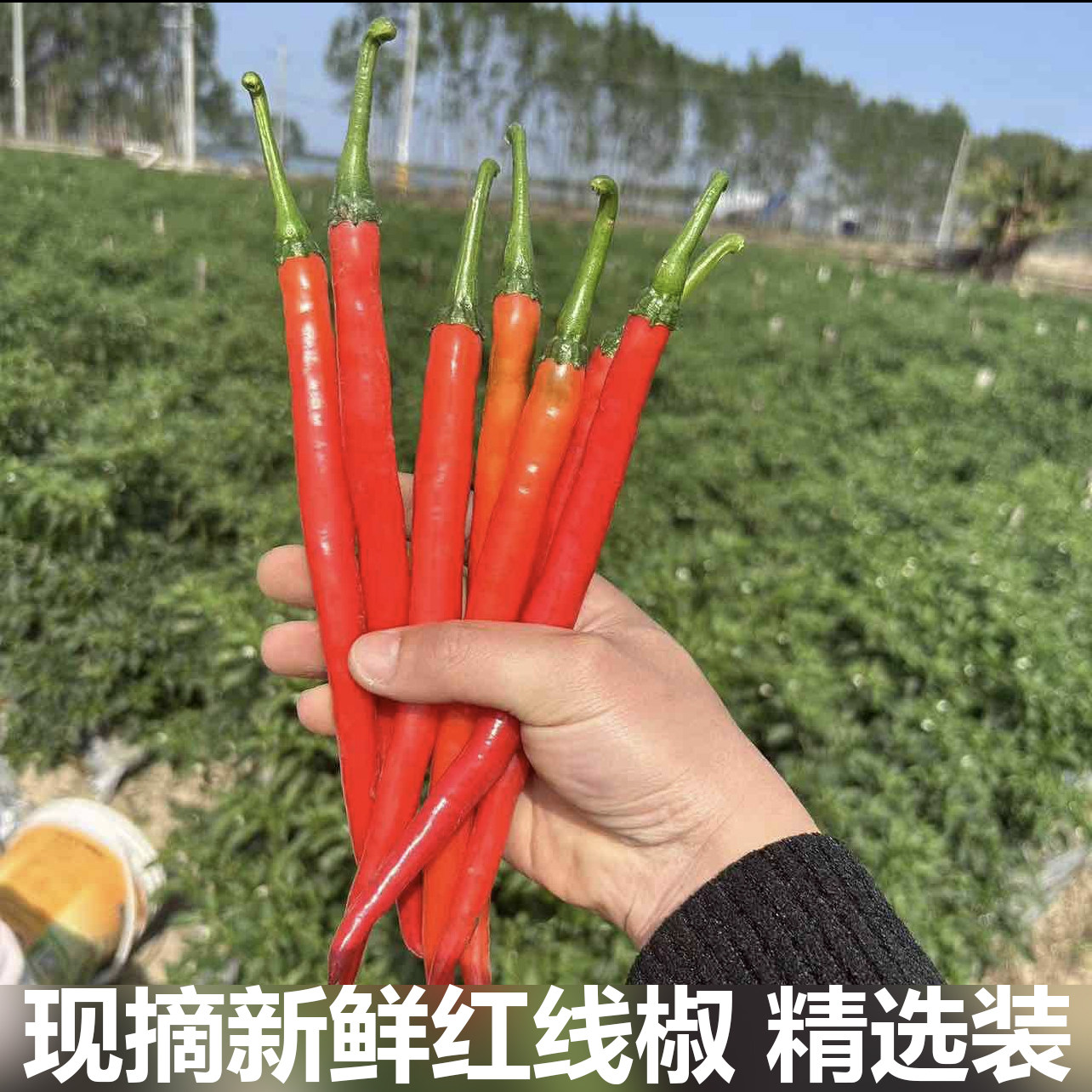新鲜红辣椒红线椒线辣椒现摘现发线椒农家自种蔬菜红线椒二荆条