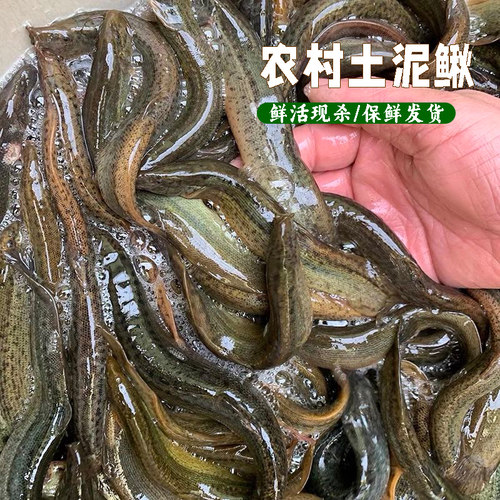 泥鳅新鲜农村泥鳅鱼鲜活淡水青鳅黄板鳅鱼钓青鱼鳅泥鳅包邮