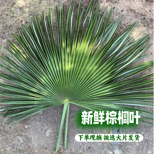 深山新鲜棕树叶现摘棕榈树叶棕叶现砍棕榈叶包粽子挂腊肉捆绑绳子