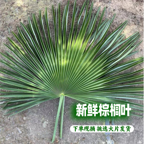 深山新鲜棕树叶现摘棕榈树叶棕叶现砍棕榈叶包粽子挂腊肉捆绑绳子_虎窝淘