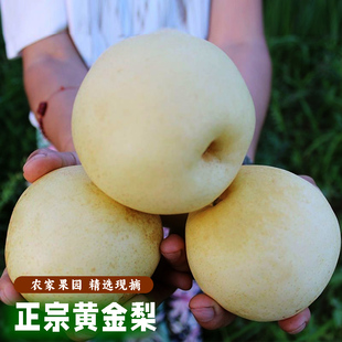农家果园黄金梨新鲜水果黄白梨当季脆甜香酥蜜梨 早雪梨 黄皮梨子