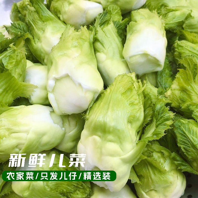 农家儿菜食用时令嫩儿菜新鲜绿色蔬菜自种娃娃菜母子菜抱儿菜现摘