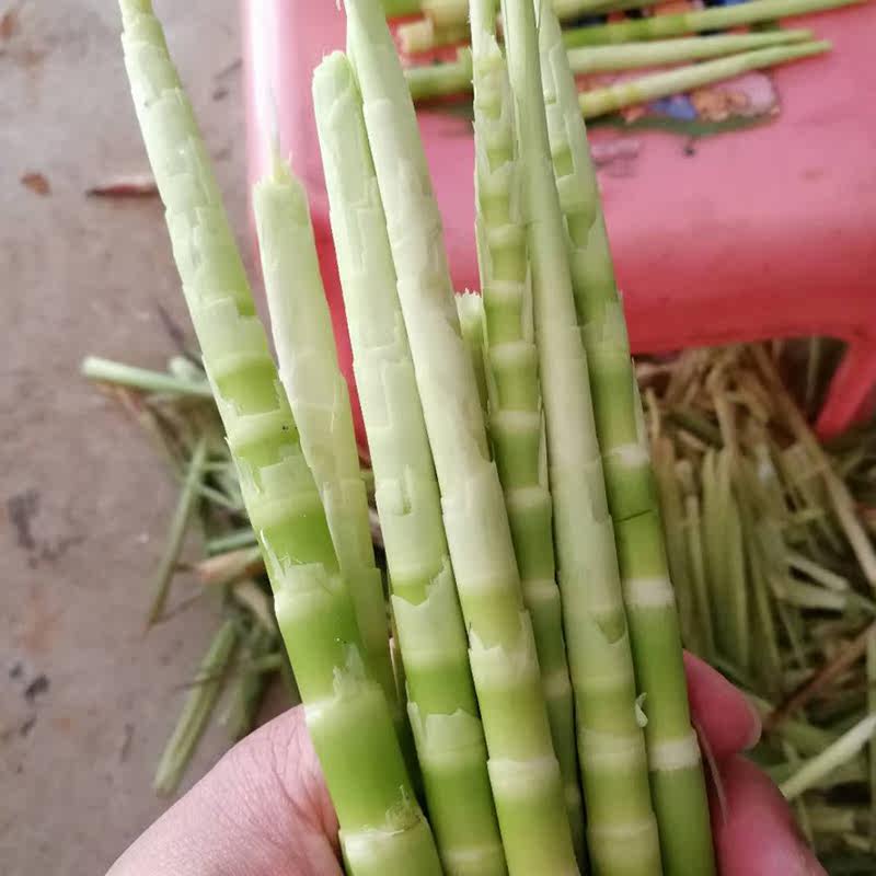 野生竹笋春笋新鲜小竹笋新鲜现挖竹笋去壳细笋水竹笋小春笋春笋