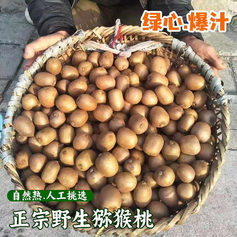 深山野林猕猴桃奇异果杨桃自然生长新鲜绿心甜野果可泡酒小猕猴桃