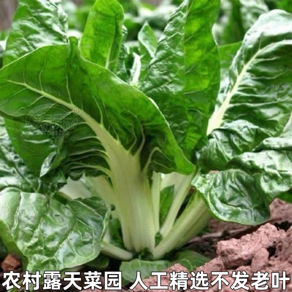 牛皮菜新鲜农家厚皮菜瓢儿菜青菜莙荙菜甜菜湖北宜昌南方时令蔬菜