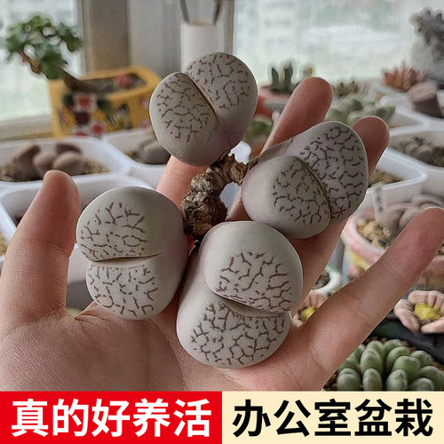 速发灵耀玉生石花番杏科多肉植物绫白大耀新玉手好养台绿植花卉盆