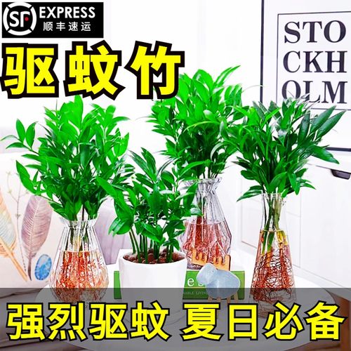 速发水培驱蚊竹富贵竹水养植物竹柏盆内客厅好养绿植花卉室栽四季
