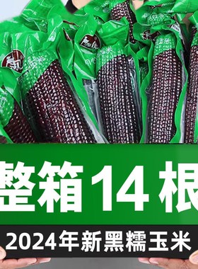 黑糯玉米2025年新鲜真空装包香甜糯黑玉米山西忻州低脂代餐苞米