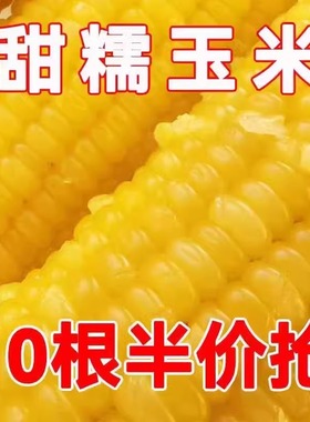【整箱10根】正宗东北黄糯玉米香甜黏糯粘新鲜非转基因餐代肥减
