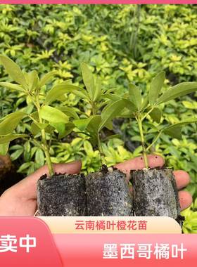 云南基地墨西哥橘叶橙花进口小众网红叶材芳香植物扦插苗盆栽杯苗