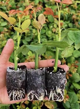 10棵切花大花玫瑰杯苗带土球月季多色花苗开花机器盆栽地栽易养活