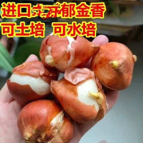 云南发货郁金香花苗耐寒多年生植物适合室内室外地栽阳台种植花卉