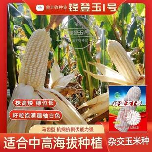 锋登玉1号白玉米种子云贵川白包谷种国审高产抗病抗倒耐热杂交种