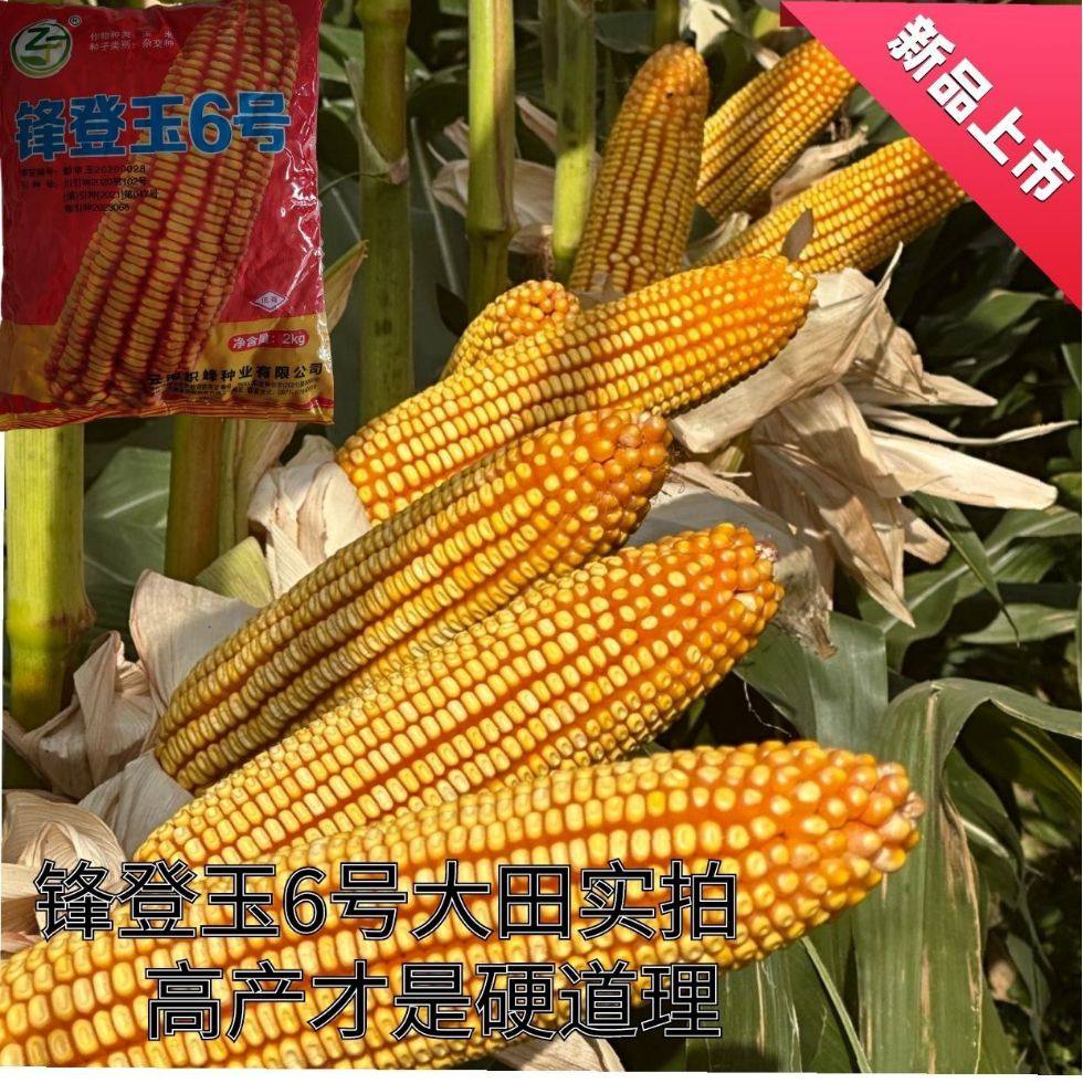 锋登玉6号优质玉米种子高产大棒深马齿稀植大穗  2公斤原包装正品