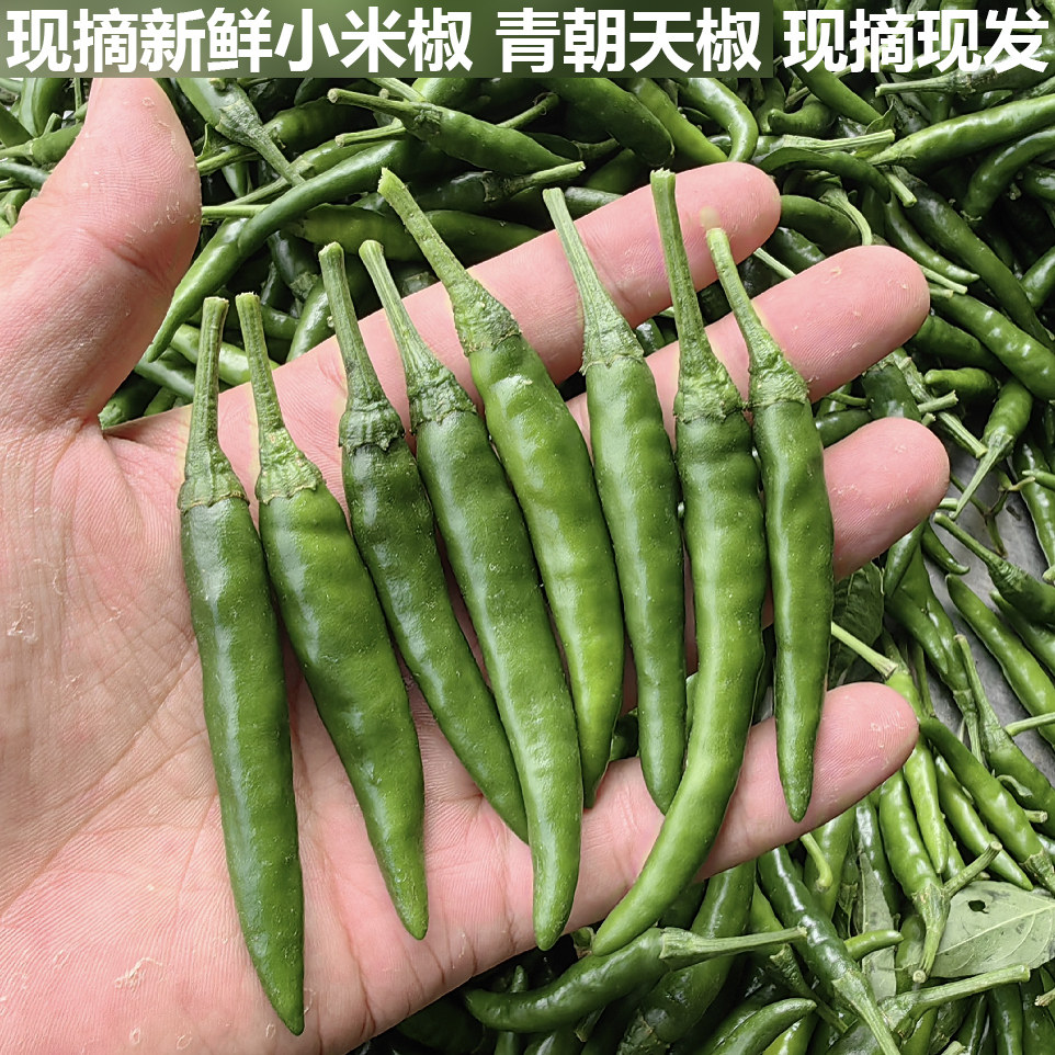 新鲜辣椒青椒尖椒绿色小米椒农家自种现摘现发特辣可做剁椒酱泡椒
