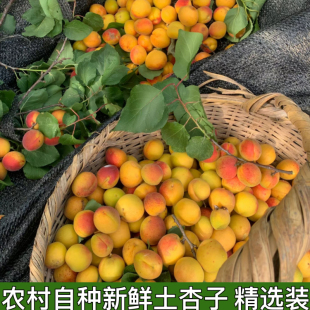 湖北宜昌本地小杏子黄杏新鲜孕妇水果现摘土杏子农村小个小红杏子