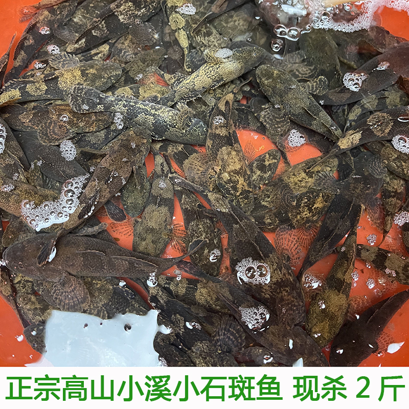 湖北宜昌石斑鱼小河鱼新鲜小石斑鱼淡水鱼小土鱼小麻鱼现杀包邮