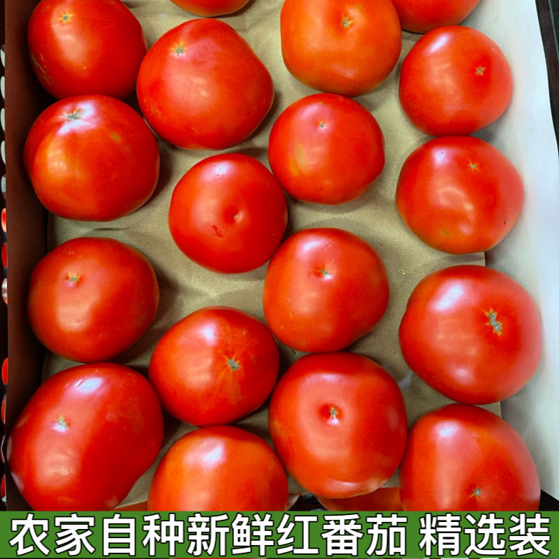 湖北宜昌新鲜蔬菜番茄西红柿农家自然生吃水果番茄5斤红番茄包邮