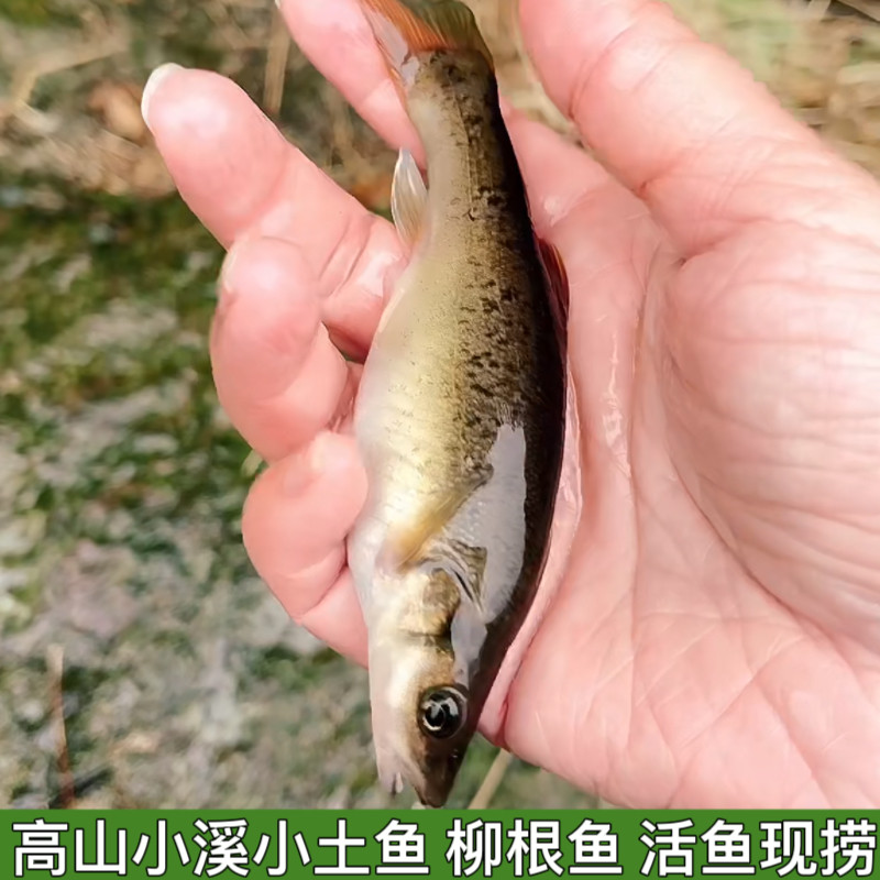 湖北高山小溪冷水鱼柳根鱼鲜活鱼鲜活水产小鱼生鲜小杂鱼小溪鱼