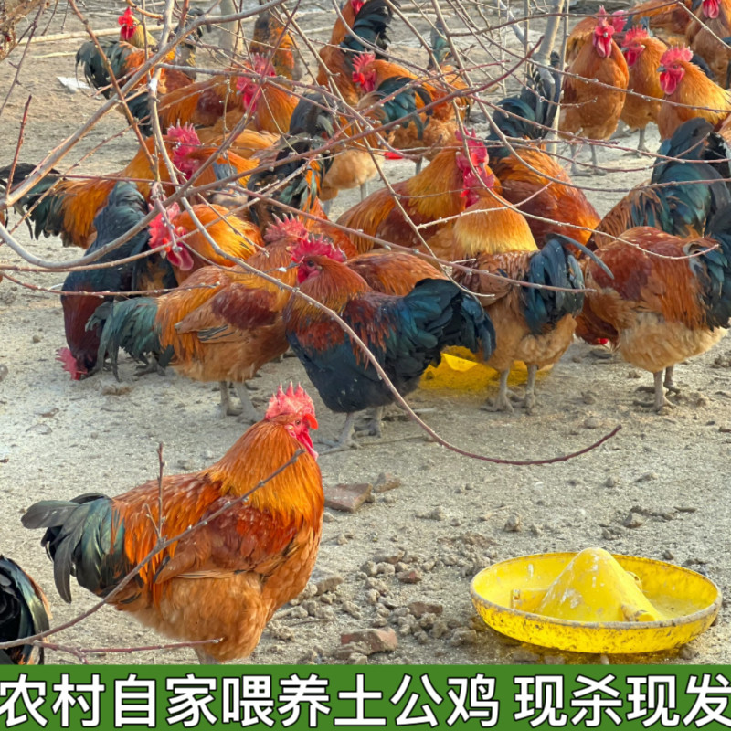 农村自养土鸡农家散养大公鸡鸡肉