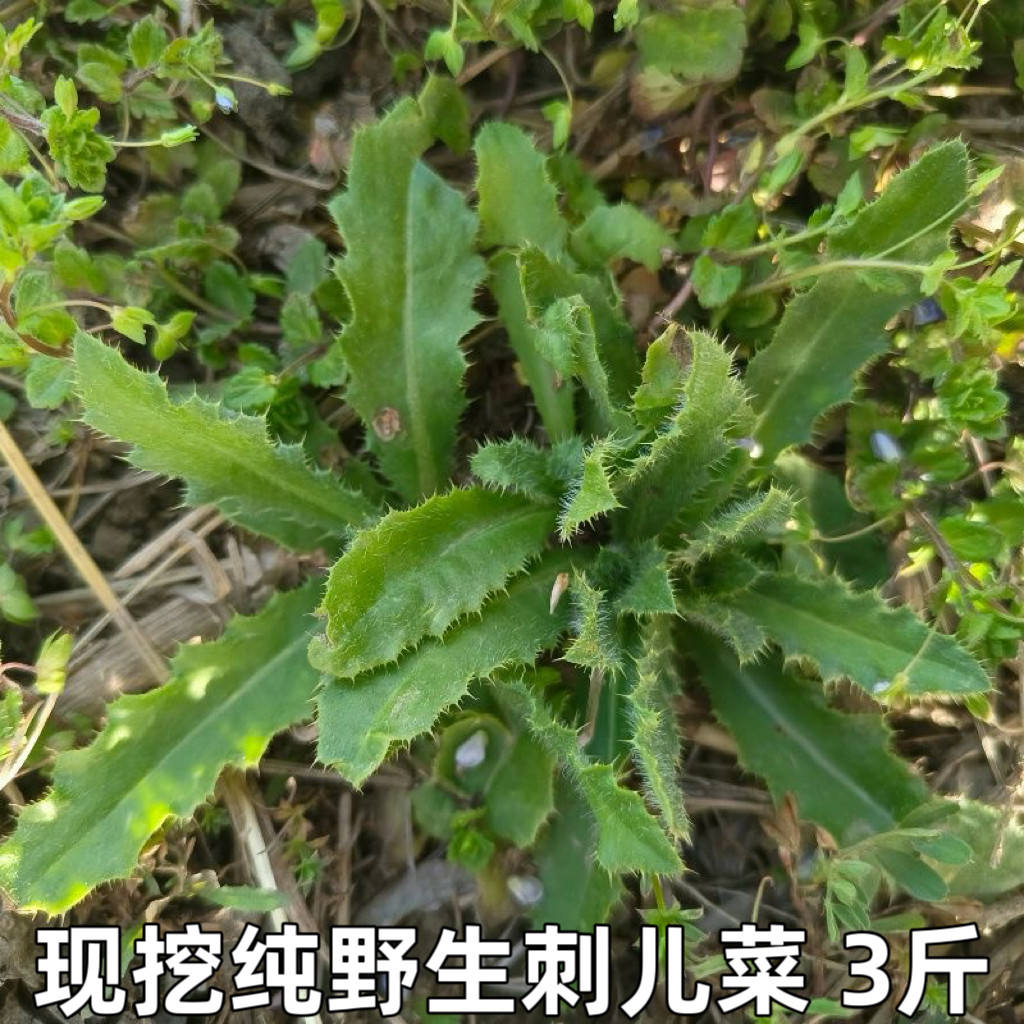 刺儿菜新鲜青青草刺狗牙七七菜野菜带刺菜带根带叶小蓟草中药材