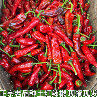 新鲜土辣椒红辣椒红土辣椒