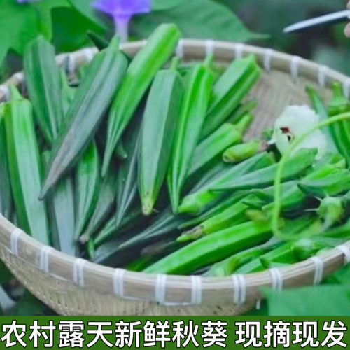 露天秋葵湖北农家自种原产地直发