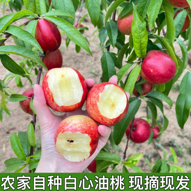 新鲜白心油桃水晶油桃子应季现摘纯脆甜枣桃白肉红皮桃子包邮