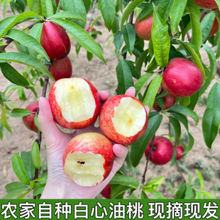 新鲜白心油桃水晶油桃子应季现摘纯脆甜枣桃白肉红皮桃子包邮